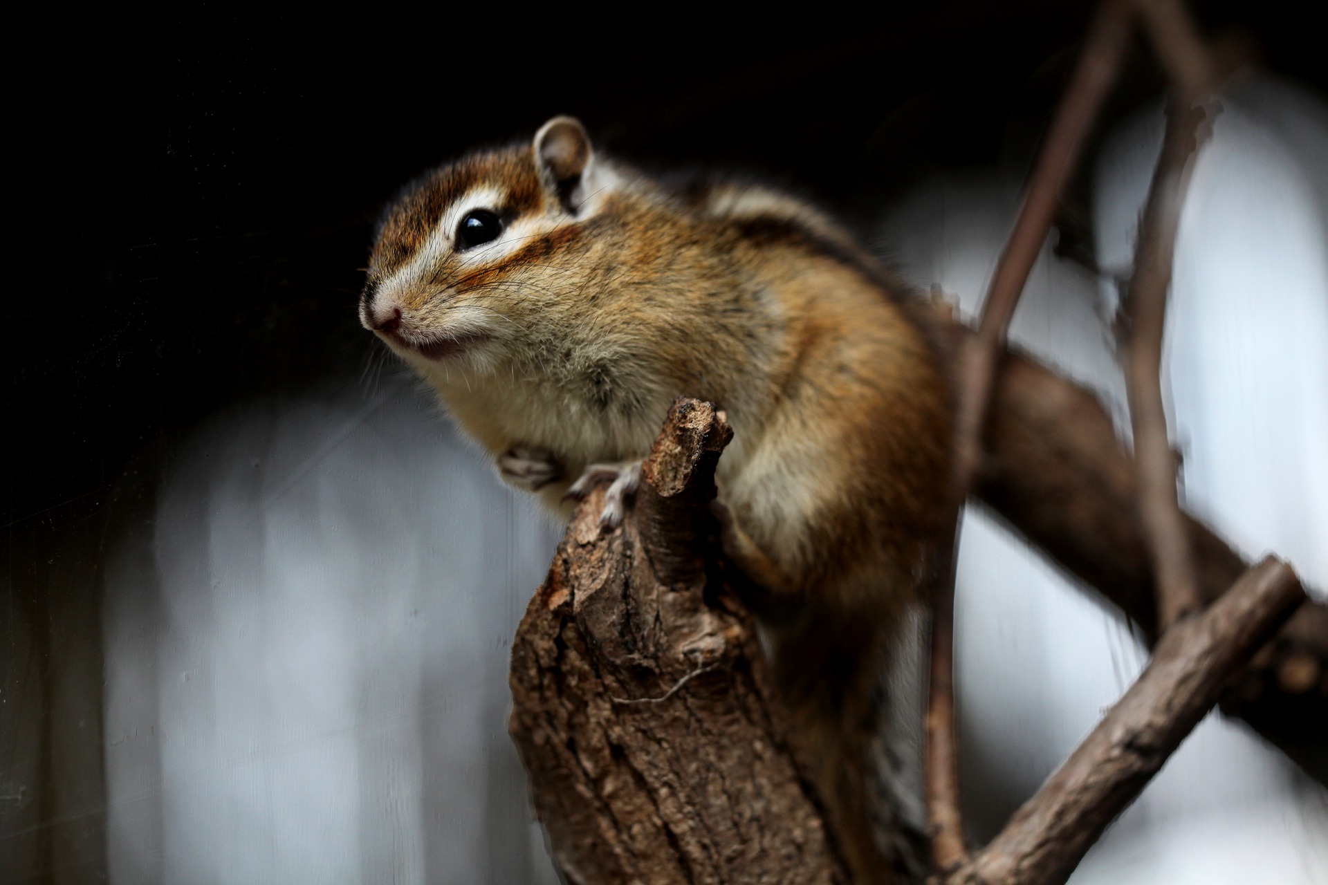 Burunduk, inaczej wiewiórka syberyjska, jest gryzoniem uwielbiającym skakanie i wspinanie się.